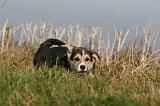CORGI PEMBROKE 1111